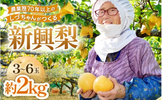 【先行予約】しづちゃんが作る新興梨　約2kg（3～6玉）農業歴70年以上！ なし 果物 旬 フルーツ 甘い ジューシー 果汁 くだもの シャキシャキ 人気 完熟 もぎたて みずみずしい 越前梨 送料無料 福井 あわら市 ※2026年10月上旬以降順次発送予定 [aw075-a011]