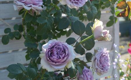 【先行受付】バラ鉢苗 コフレ 1鉢【2025年5月発送予定】河本バラ園