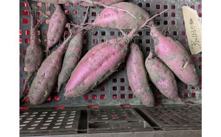 雪解け甘藷「紅はるか」訳アリ 甘い 甘さ凝縮 訳あり品 さつまいもスイーツ 紅はるか さつまいも 寒冷地 ねっとり 青森県 三戸町 CE-25-004