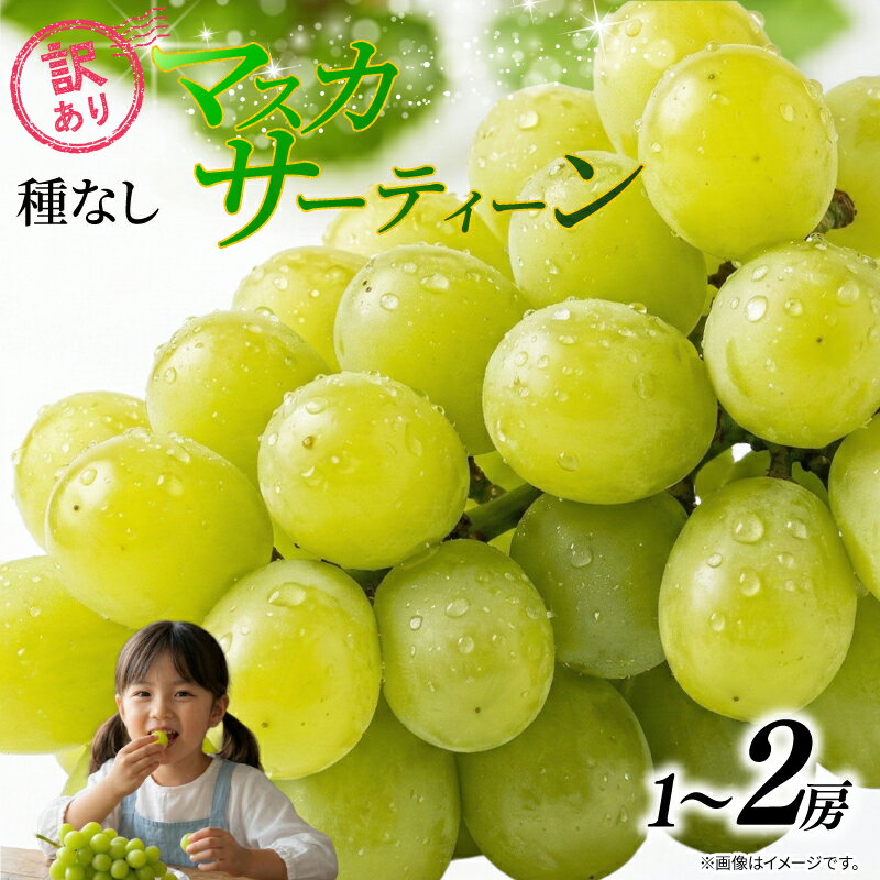 【ふるさと納税】 訳あり マスカサーティーン 種なし 【選べる容量】 1房 ～ 2房 500g ～ 1kg 2026 年発送分 数量限定 先行予約 マスカット 農家直送 果物 果実 旬 お取り寄せ グルメ ふるさと納税 送料無料 千葉県 銚子市 加瀬農園 【8月中旬から9月中旬に順次発送予定】