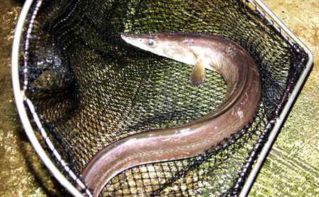 ハモの本場 淡路島産 極上 はも 約 1kg (約3人前) ハモ 鱧 鱧鍋 湯引き 鱧しゃぶ 魚 魚介 魚介類 海鮮 海の幸 骨切り 美味しい 冷蔵 淡路島 洲本市