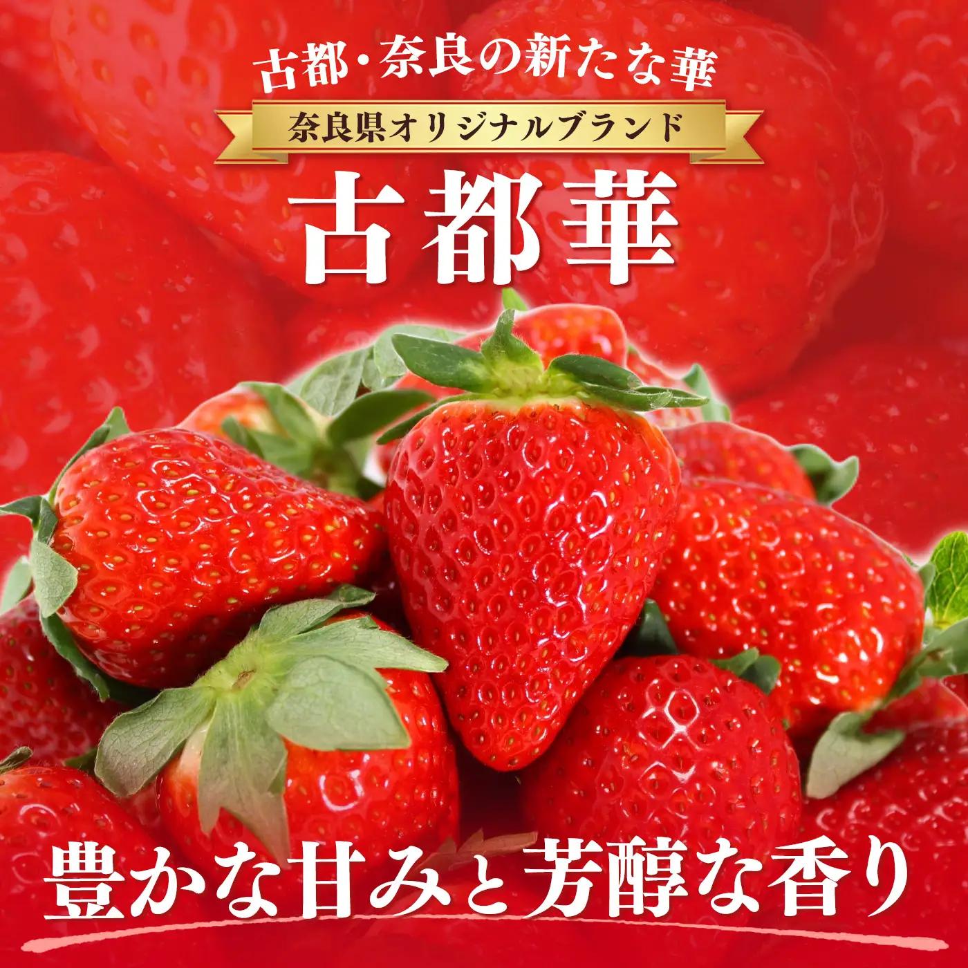 AO04 朝採りの新鮮な古都華４L～5L 500ｇ以上 いちごいちえ | 果物 くだもの フルーツ 苺 イチゴ いちご ストロベリー 古都華 ことか 希少 濃厚コク 芳醇 果肉 しっとり 旬の品種 奈