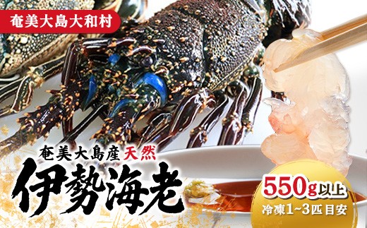 
                  【数量限定】奄美大島 大和村産 天然 伊勢エビ (550g以上・1〜3匹) 新鮮 お刺身 焼物 味噌汁 勝山水産 仁太丸
                