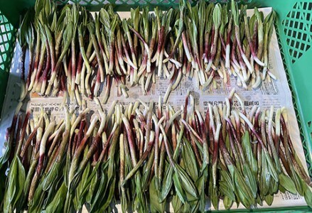 釧路産・天然 鮮度そのまま行者にんにく 250g×2 F4F-0539