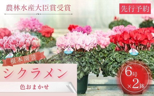 【2026年 先行予約】シクラメン 色おまかせセット 6号×2鉢 | 花 お花 ガーデンシクラメン おまかせ 6号鉢 花ギフト フラワーギフト 鉢花 鉢植え ギフト プレゼント 贈答 農林水産大臣賞受賞 根本園芸 シクラメン