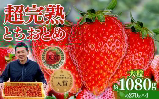 いちご 「茂木完熟いちご」　第1回いちご選手権入賞 とちおとめ 大粒 約270g×4 合計 約1080g【3月以降発送】| いちご イチゴ 苺 とちおとめ 大粒 特大 第1回いちご選手権入賞  ブランドいちご ストロベリー 完熟 果物 フルーツ くだもの 甘い あまい 旬 産地直送 栃木県産 美土里農園 栃木県 茂木町