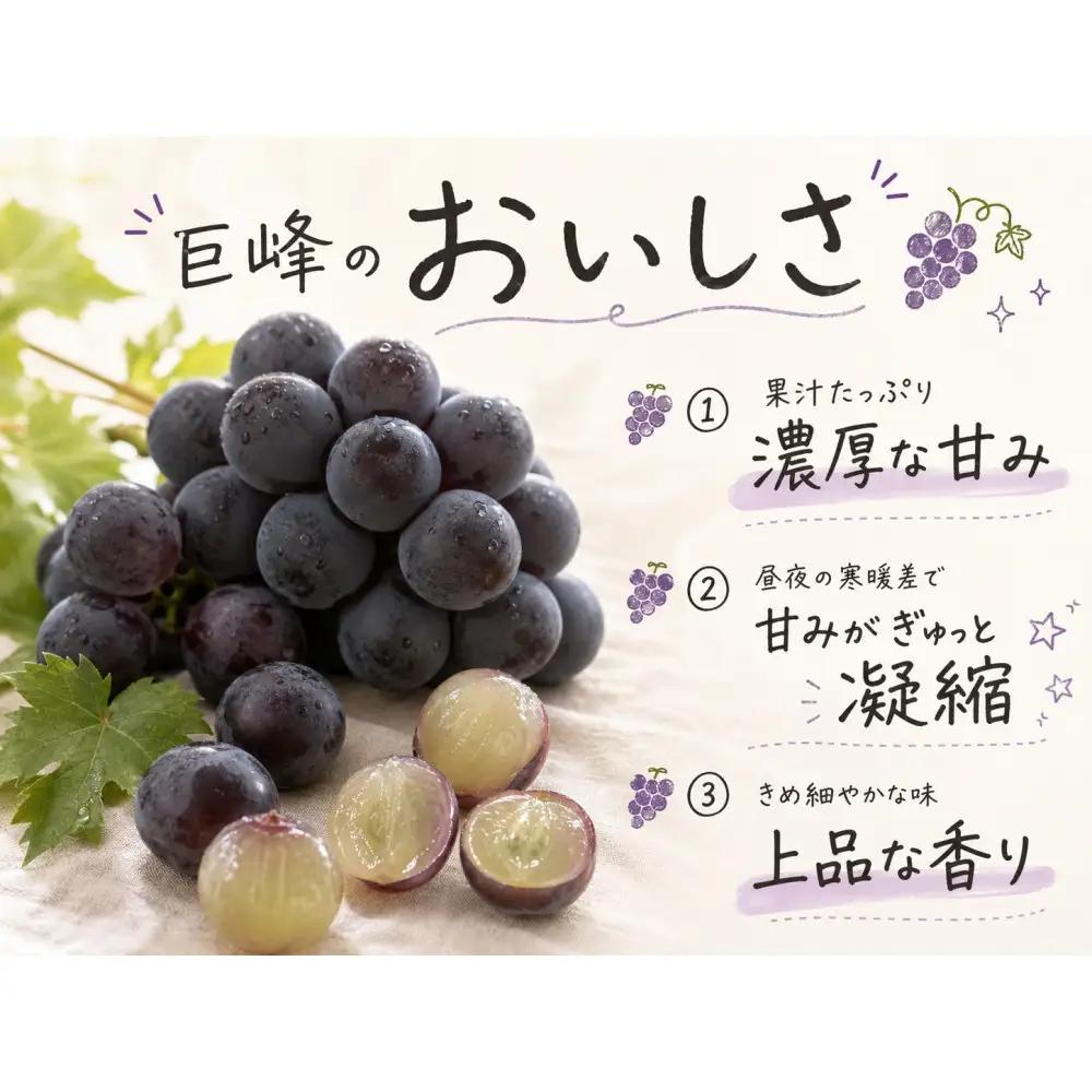 【ご家庭用】紀州有田産の巨峰ぶどう約2kg【先行予約】【2026年8月下旬以降発送予定】 巨峰