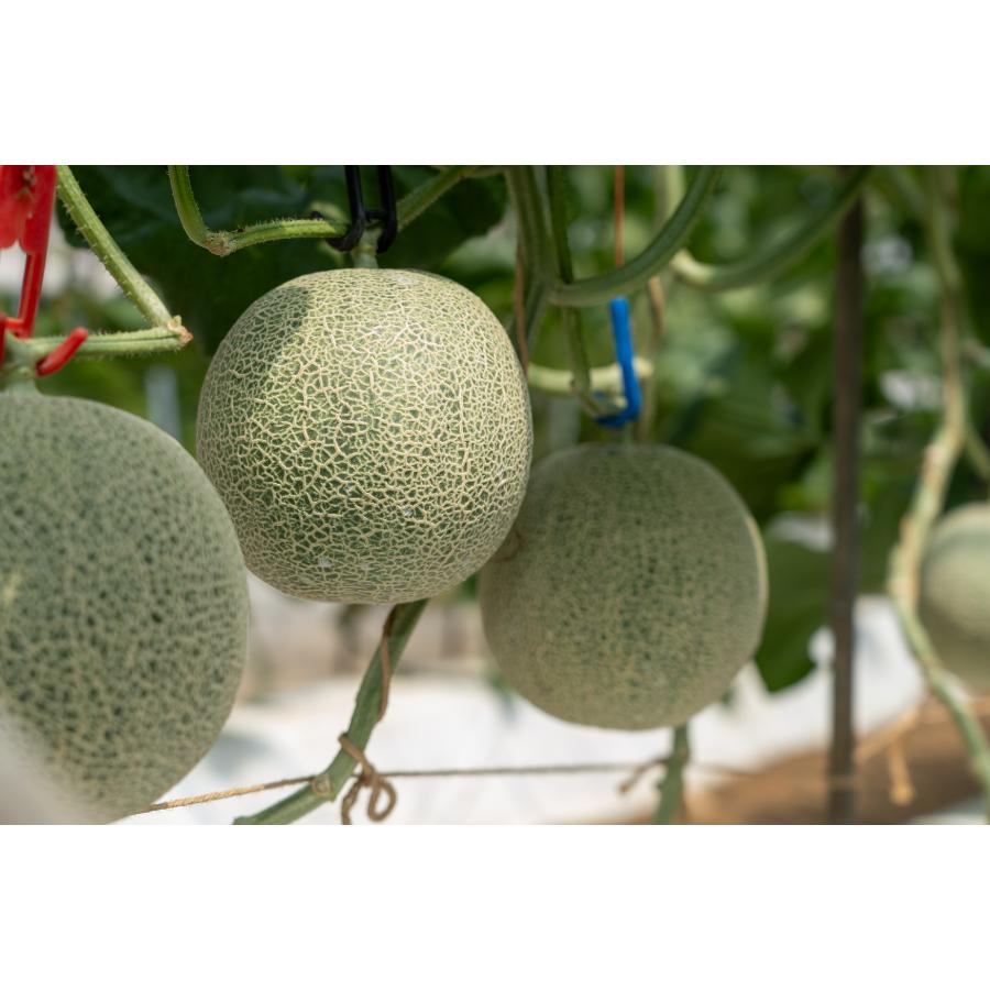 ＜長洲農園＞品質優良賞受賞 茨城県産 アールスメロン 特秀 贈答規格 1玉