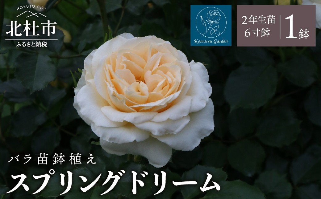 
                  【2027年2月以降発送】バラ苗鉢植え「スプリングドリーム」　バラ 苗 鉢植え 四季咲き  6寸鉢 2年生苗  ガーデニング 母の日 父の日
                
