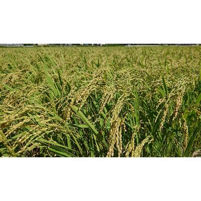 ふるさと納税 行方市 令和7年産新米【できるだけ農薬を減らした】こしひかり白米10kg |  | 03