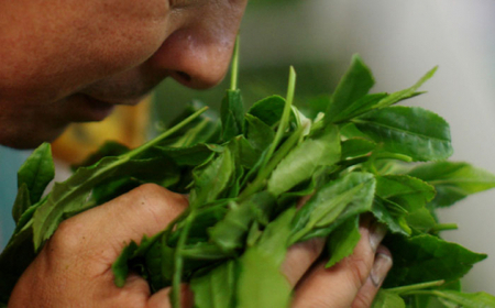 【じっくり焙じました】 有機栽培茶 ほうじ茶 （100g×5本）【北村茶園・茶の間】 [QAD041] [QAD041]お茶 緑茶 茶葉 お茶 茶 ティーパック ギフト