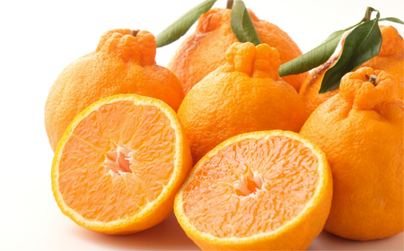 【先行予約】【お試し！】Saito Orange Farmの不知火2kg ※離島への配送不可（2026年2月下旬頃より順次発送） IKTAQ013