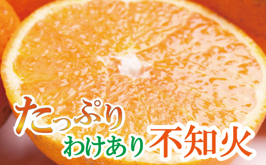 【先行予約】家庭用不知火10kg+250g（傷み補償分）＜2月より発送＞/ みかん ミカン 有田みかん 柑橘 フルーツ 果物 和歌山 オレンジ【ikd232】