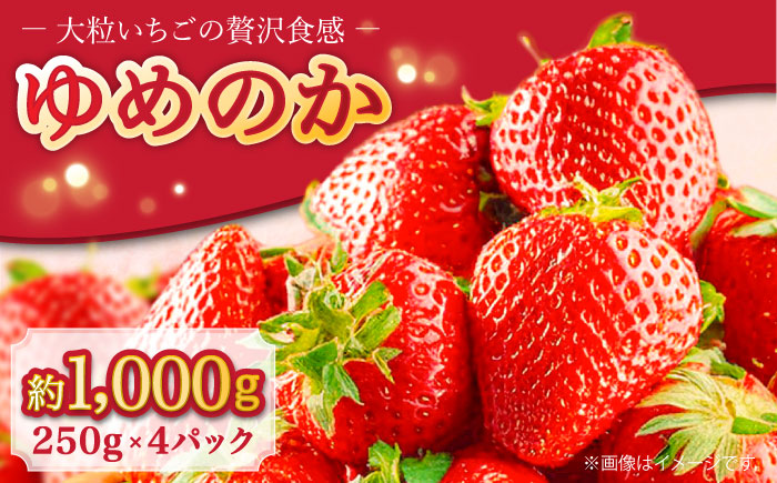 【2026年1月～発送】 いちご ゆめのか 250g × 4パック / 果物 フルーツ / 南島原市 / JA島原雲仙東南部基幹センター[SAC008]