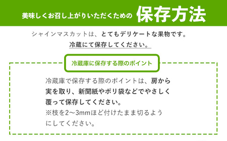 【優品】先行予約 シャインマスカット 鶴田農園 約500~600g (1～2房) 熊本県荒尾市産《8月下旬-9月下旬頃出荷》熊本県 荒尾市 フルーツ 果物 送料無料 葡萄 ぶどう マスカット