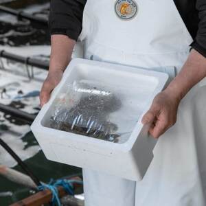 【南三陸町直送】三陸産天然活アワビ6～7個(約800g)　貝むきセット入【配送不可地域：離島・北海道・沖縄県・信越、北陸・東海・近畿・中国・四国・九州】【1371845】