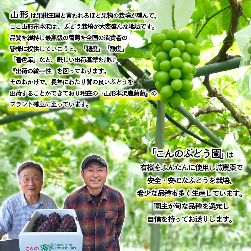 大人気！【こんのぶどう園】山形本沢産 高級ぶどう シャインマスカット 2房 【令和7年産先行予約】フルーツ くだもの 果物 山形 山形県 山形市 ぶどう 葡萄 ブドウ セット 2025年産 【令和7年