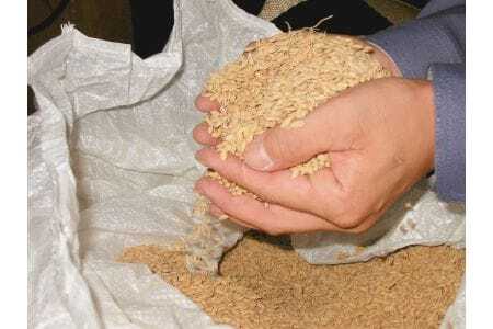 令和7年産 特選米 コシヒカリ玄米 5kg MK8