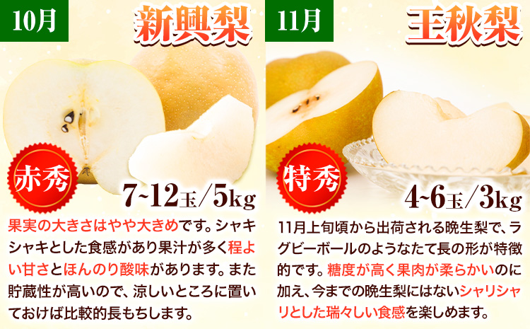 【先行予約】【全4回定期便】八頭の梨スペシャルコース 定期便 《8月下旬-11月末頃出荷》JA鳥取いなば 鳥取県 八頭町 梨 なし 果物 フルーツ 定期便 頒布会 新甘泉 二十世紀梨 新興梨 王秋梨