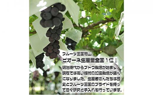 ぶどう 2024年 先行予約 ニュー ピオーネ【8月発送分】約2kg（2房～5房）秀品 糖度抜群！ 種無し ブドウ 葡萄 岡山県産 国産 フルーツ 果物 ギフト[No.5220-0310]