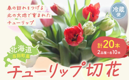 [1-280]チューリップ 切花 20本（2品種×各10本）四季農場 北海道 当別町 花 お花 チューリップ 切り花 切り花産地  st-p