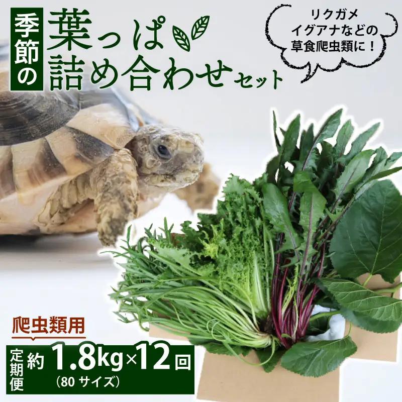 【爬虫類用】【定期便12回】 季節の葉っぱ詰め合わせ セット 約 1.8kg 80サイズ 葉