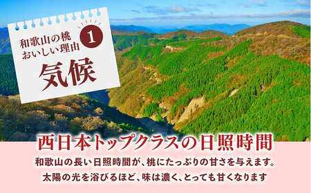 桃の王様【白鳳】特秀品 約2kg 6～9個入 ｜ 桃