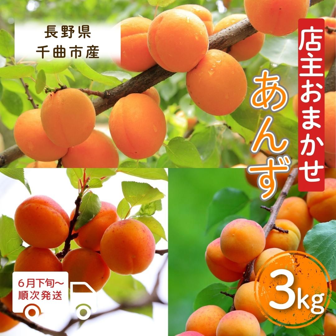【ふるさと納税】【2026年先行予約】あんず 園主おまかせ セット 計約3kg 杏子 アプリコット 昭和 信州大実 さつき 千曲市産 長野県 信州