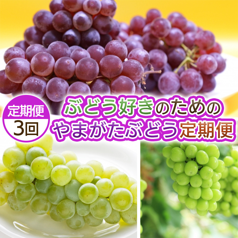 【定期便3回】ぶどう好きのためのやまがたぶどう定期便 FY25-038