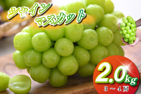 ぶどう 【2026年発送】シャインマスカット 2kg程度（3～4房) ぶどう 
