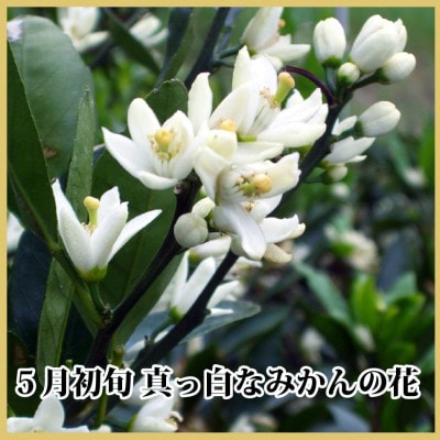 極撰柑橘【雅】光センサー合格品　甘さ際立つ「小玉温州みかん」約4.5キロ【C39−64】【配送不可地域：離島】【1616826】