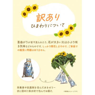 ふるさと納税 当別町 【訳あり】ひまわり切花30本入り(黄色、オレンジ 計30本) |  | 03