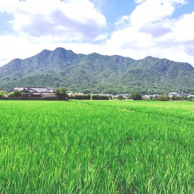 ふるさと納税 防府市 栽培期間中農薬・肥料不使用で作った朝日米　玄米20kg |  | 02