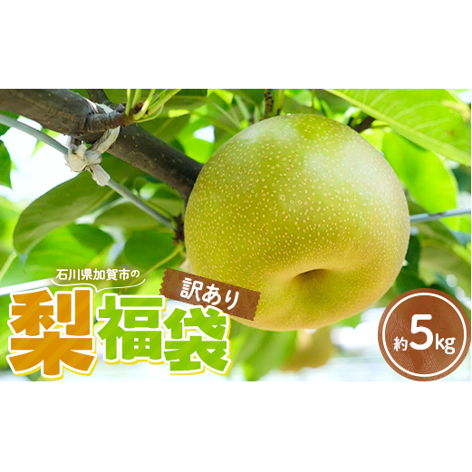 2026年予約 訳あり梨 梨福袋  5kg