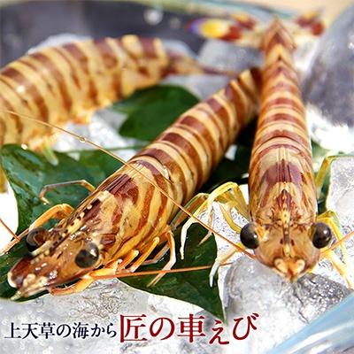 ふるさと納税 上天草市 匠の大きな車えび【活き締め急速冷凍】 270g(5尾〜7尾)