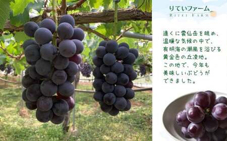 巨峰 約 1kg（2～3房） | フルーツ 果物 くだもの ぶどう ブドウ 葡萄 新鮮 農家直送 熊本 玉名