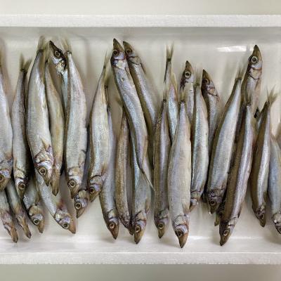 ふるさと納税 熊野市 美味しく減塩 減塩干物 かぺりん丸干し (からふとししゃも) |  | 02