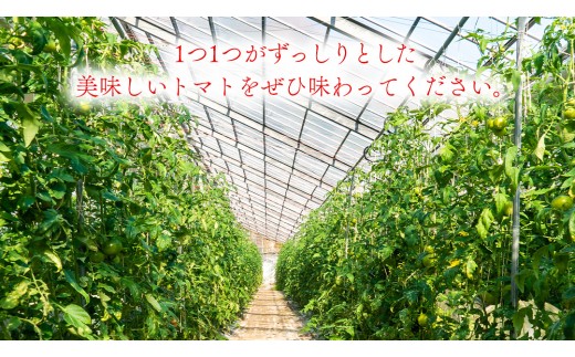 冬春トマト 完熟収穫 約2kg( 10～15個 ) 甘い 濃厚 とまと 野菜 サラダ ギフト 贈答 西田農園 先行予約 数量限定 国産 送料無料【2026年12月～5月発送】