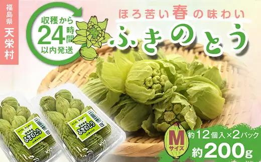 収穫から24時間以内に発送！ほろ苦い春の味わい「ふきのとう」Mサイズ200g（約24個） F21T-350