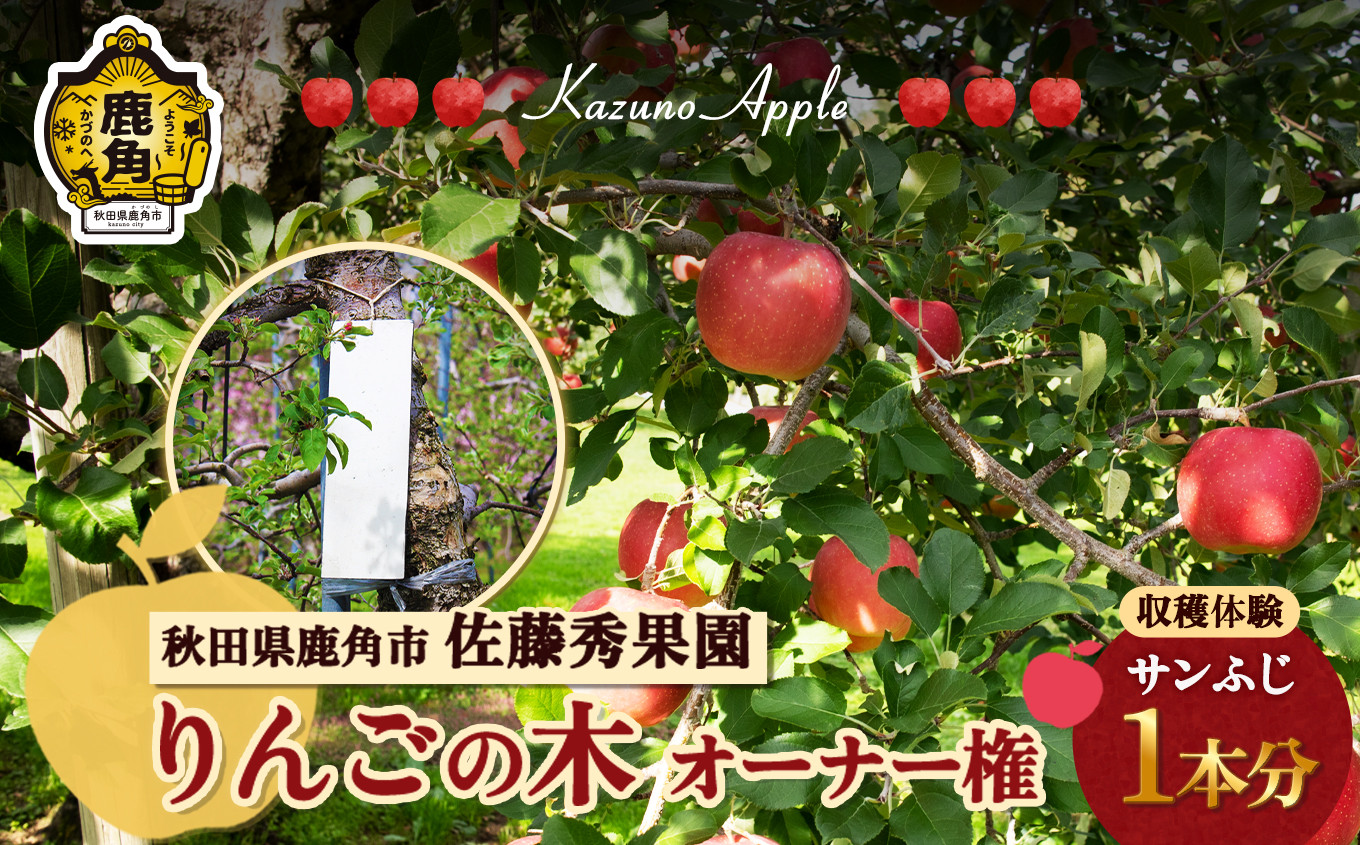 
                  《 令和8年度 》秋田県 鹿角市 りんごの木 オーナー権 1本分（ 収穫量20kg保証 ）【佐藤秀果園】 収穫体験 りんご狩り オーナー制度 チケット 農林水産大臣賞 ふじ リンゴ 完熟 蜜入り 旬 県産りんご 秋田 あきた 鹿角 送料無料 
                