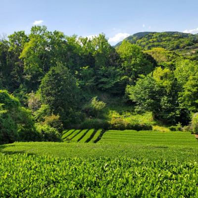 ふるさと納税 真鶴町 相模湾のミネラルで育つ茶葉!香り豊かに、色鮮やかに♪初摘み新茶3袋セット |  | 03