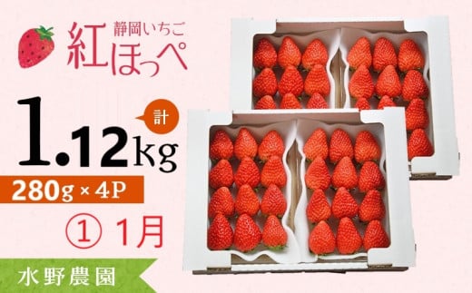 ６２７３　①1月からの発送 掛川産 完熟いちご 紅ほっぺ 280g×４P 1.12ｋｇ (8～15粒入×4P) R7年１月中旬頃から順次発送 ①1月､②2月の中から発送時期をお選び下さい  水野農園   ( ミズノ農園 ）