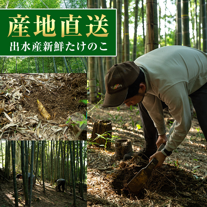 i366 ≪数量限定！2025年4月上旬～4月中旬の間に発送予定≫鹿児島県出水市産！タケノコ＜皮付き4kg＞国産たけのこを産地直送！ たけのこ 筍 タケノコ 国産 皮付き 野菜 旬 新鮮 採りたて 煮