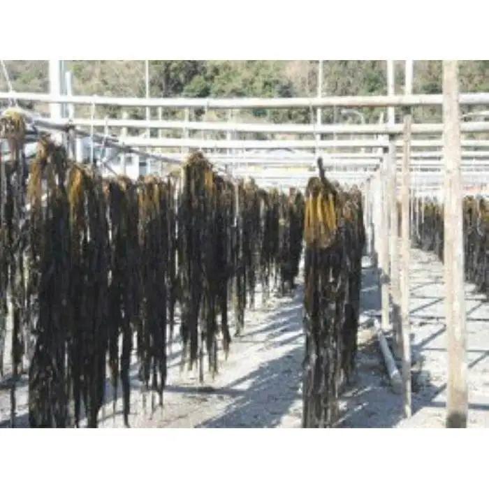 紀州衣奈産乾燥わかめ 約150g×8パック（2026年産） ［SL45］