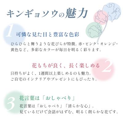 ふるさと納税 伊豆市 【先行受付・限定50セット・11月中旬〜3月下旬配送】キンギョソウ(20本前後) |  | 02