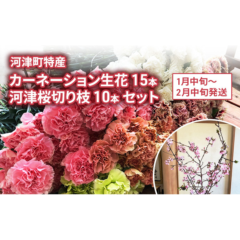 河津町特産 カーネーション 15本 河津桜 10本 生花 切り枝セット 1月下旬～2月中旬発送
