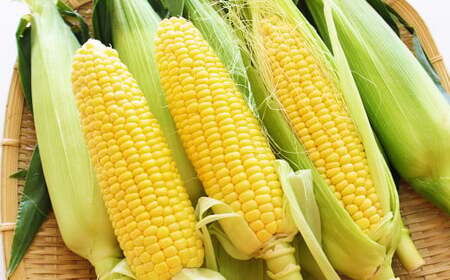 熊本県産 スイートコーン 4～5本 と フルーツトマト 約1kg 【2026年5月下旬発送開始】 野菜 やさい トウモロコシ とうもろこし コーン とまと トマト 国産