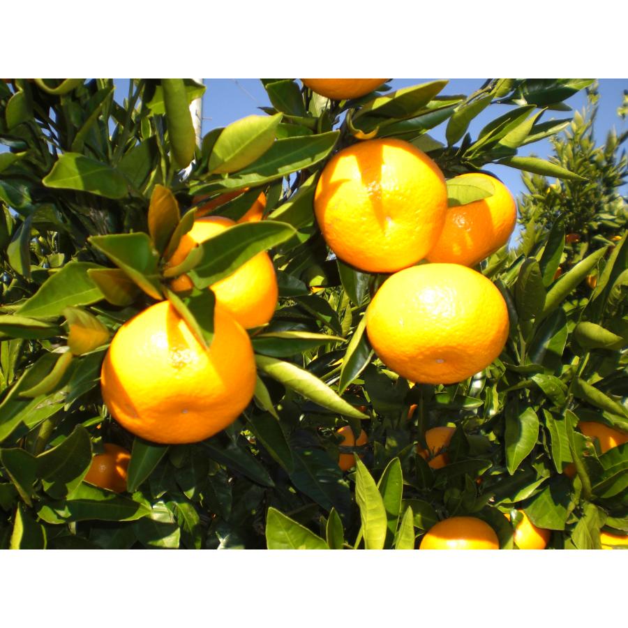 【もったいない！を食べよう】＜木負観光みかん園＞寿太郎10kg