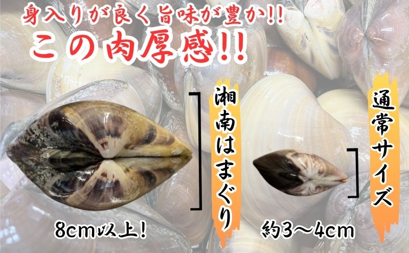 湘南はまぐり 1.5kg 冷凍  焼き蛤 酒蒸し お吸い物　炊き込みご飯 パスタ