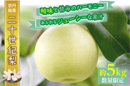 梨 【先行予約／数量限定】京都丹後産 二十世紀梨 5kg（2025年9月上旬～発送） 梨 梨 梨 梨 梨
